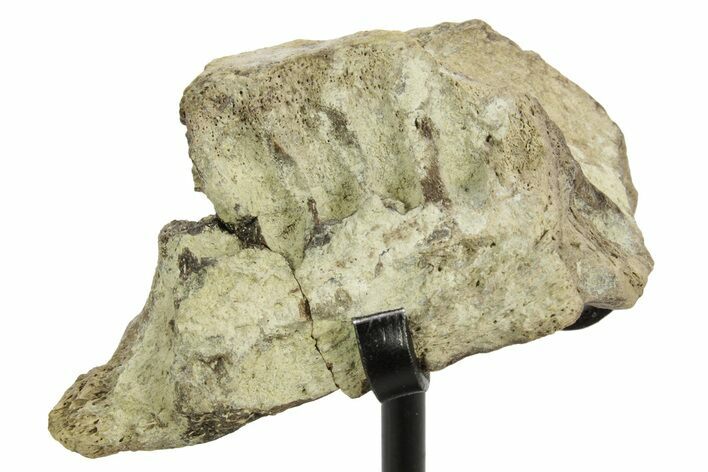 Fossil Hadrosaur (Edmontosaurus?) Jaw Section w/ Metal Stand #378528